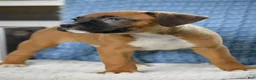 Boxer dogs for sale: Cooper - Ad 4