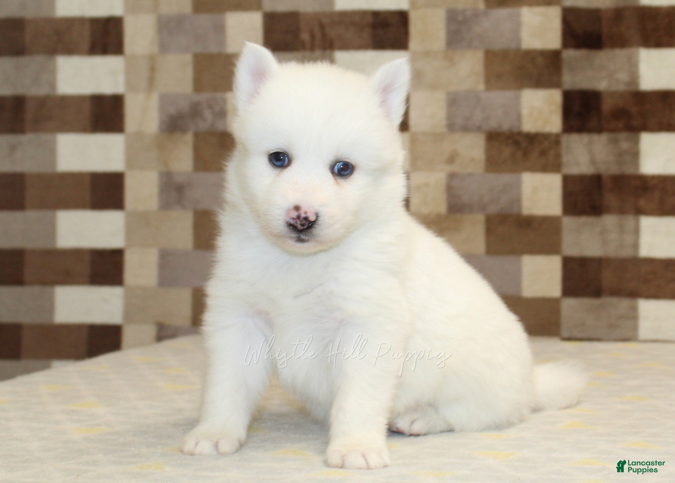 Pomsky dogs Jasper - Ad 42