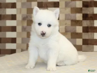 Pomsky dogs Jasper - Ad 42