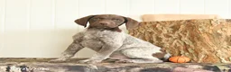 German Shorthaired Pointer dogs for sale: Dakota - Ad 2