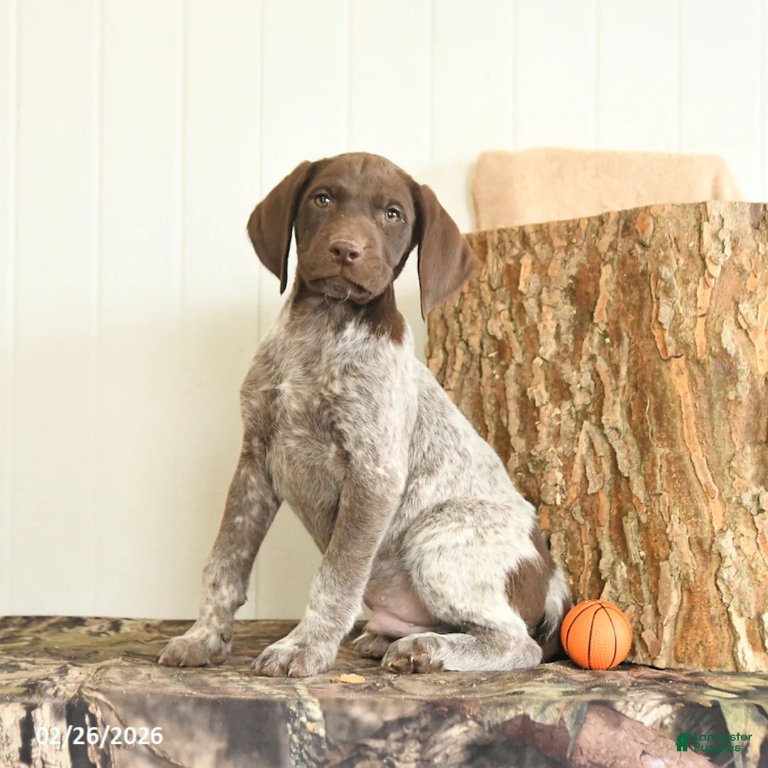 German Shorthaired Pointer dogs for sale: Dakota - Ad 2