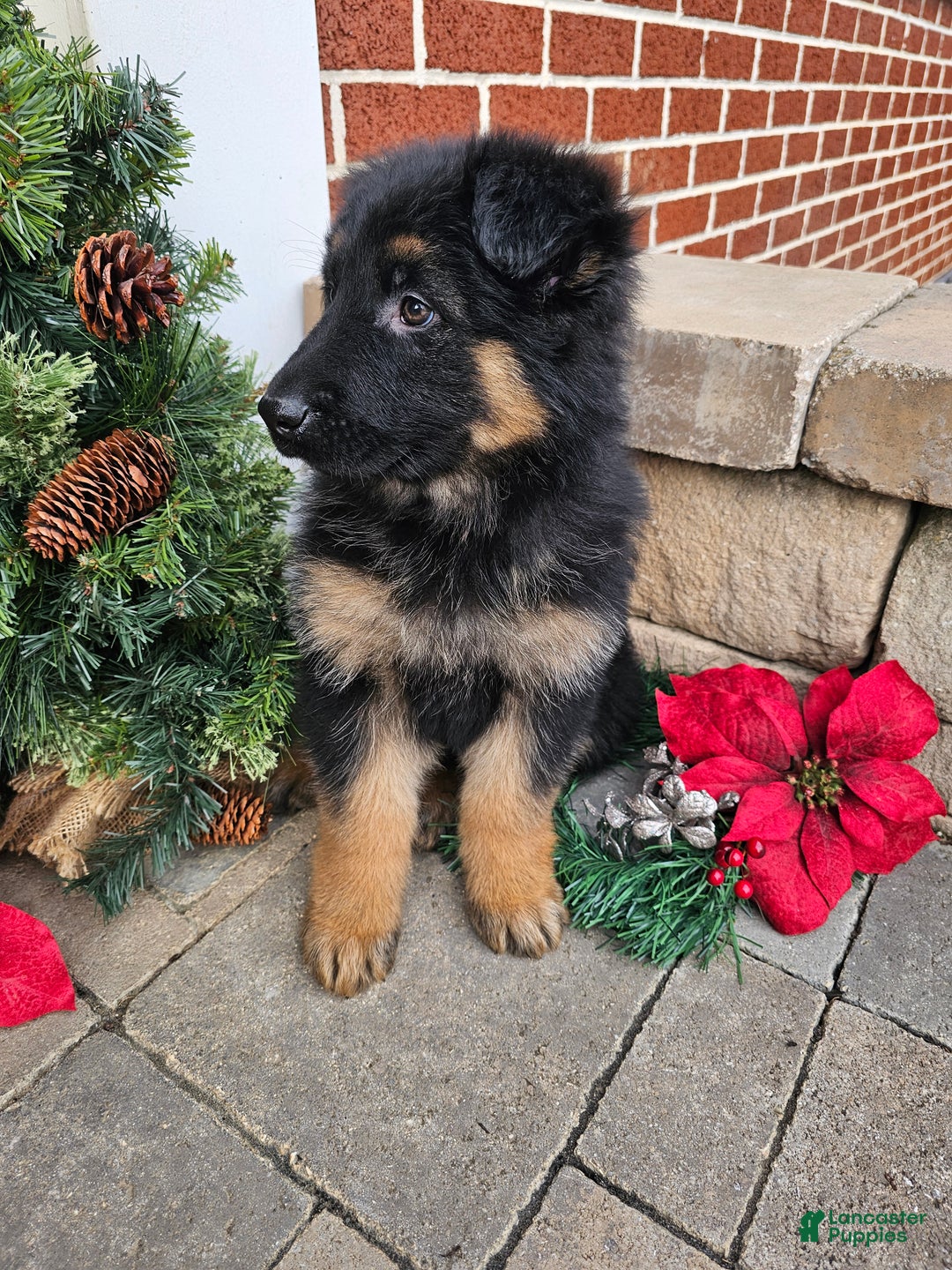 German Shepherd dogs for sale: Skye - Ad 2