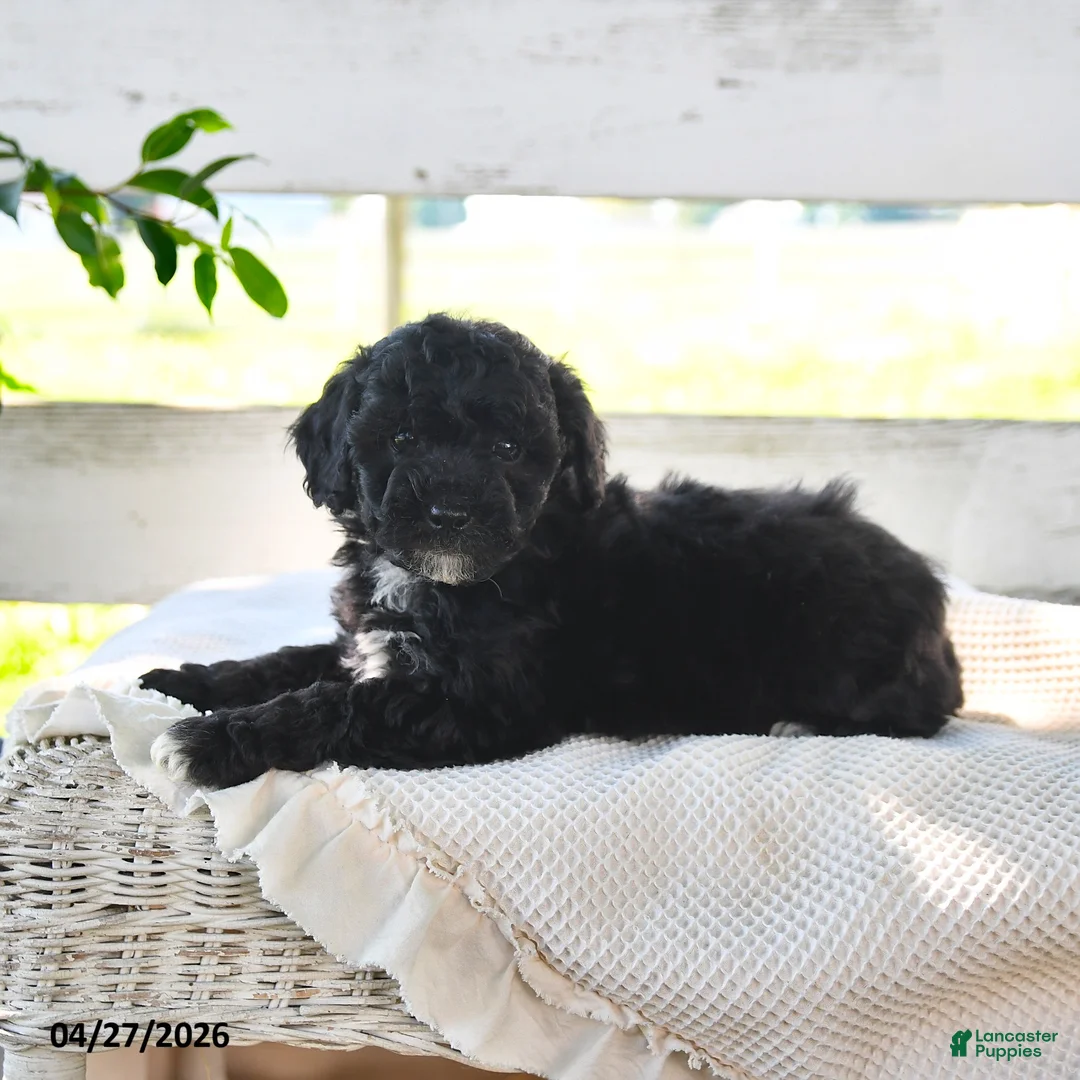 Miniature Poodle dogs for sale: Belle - Ad 2