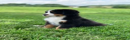 Bernese Mountain Dog dogs for sale: Forrest - Ad 6