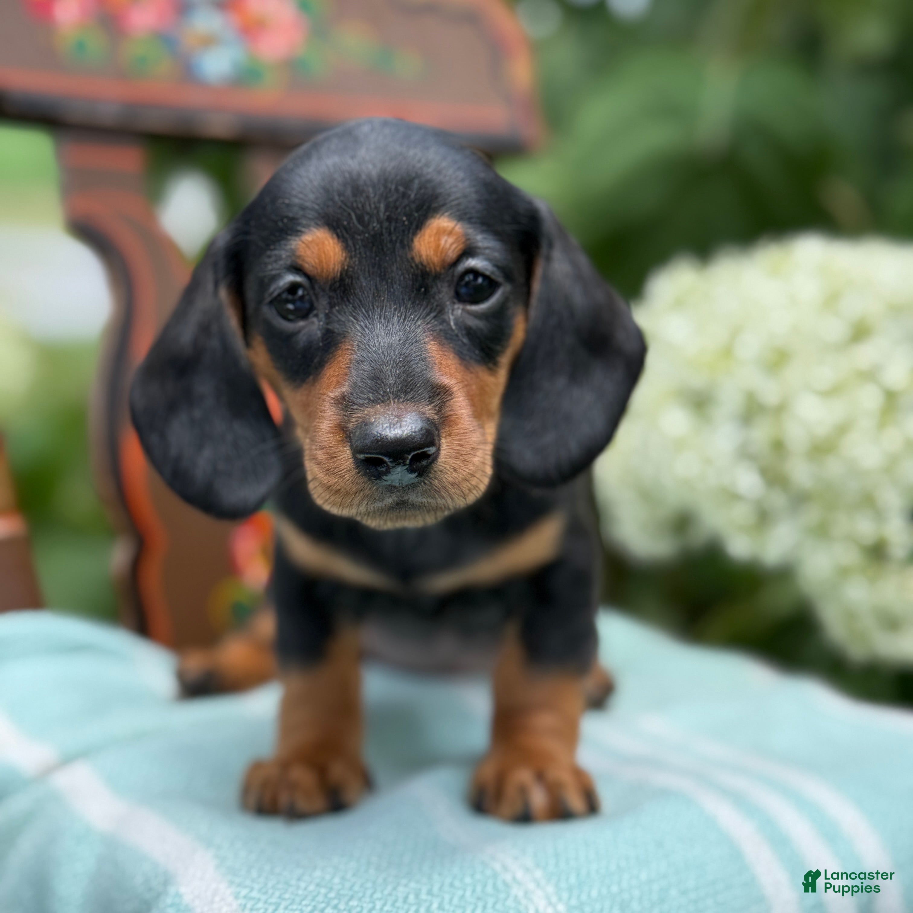 Miniature Dachshund dogs Lupine - Ad 1