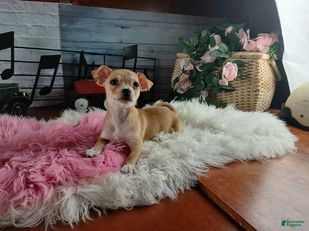 Chihuahua dogs for sale: Nationwide delivery. Popcorn girl - Ad 1