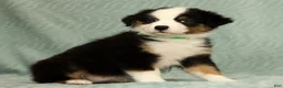 Australian Shepherd dogs for sale: Sadie - Ad 6