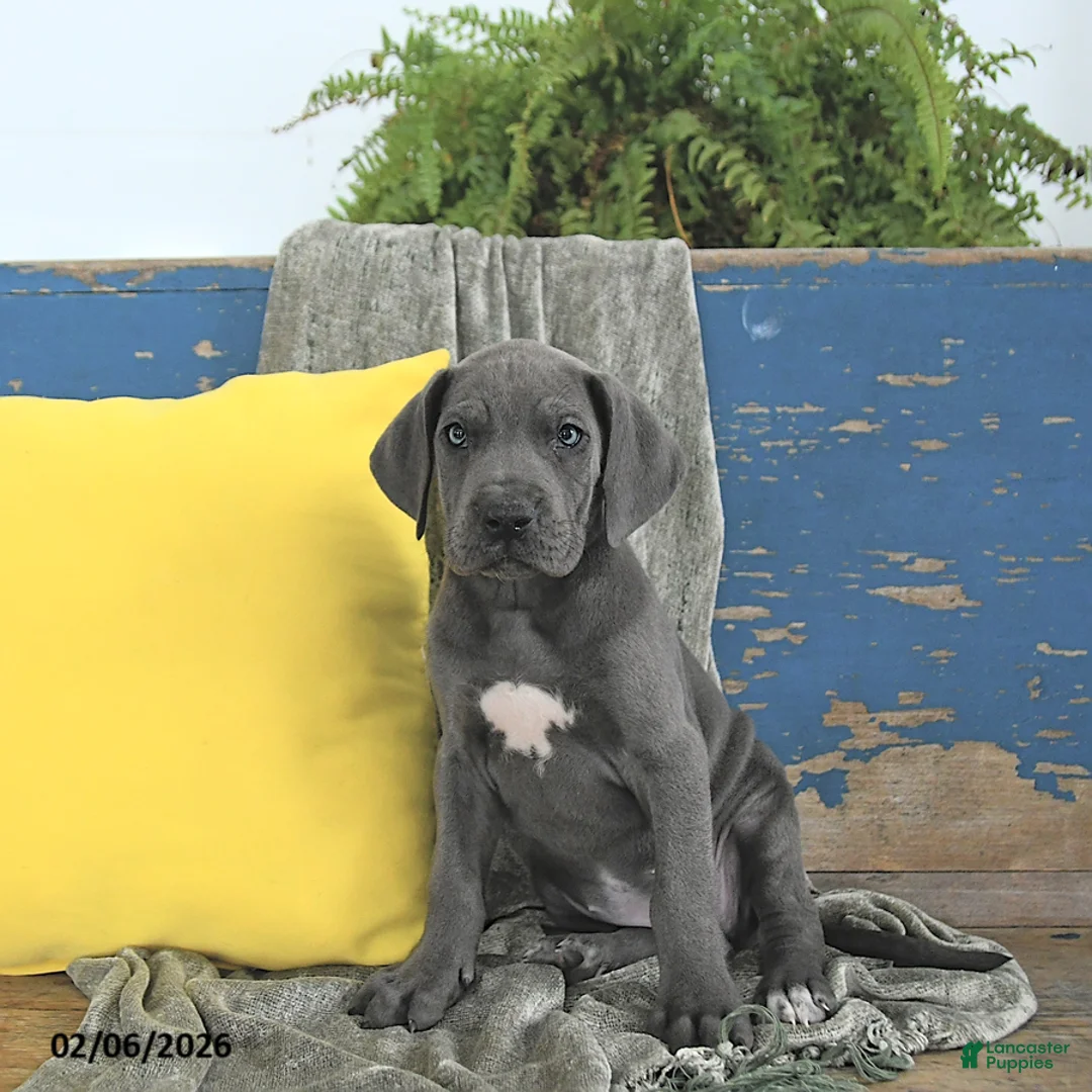 Great Dane dogs for sale: Freya - Ad 1