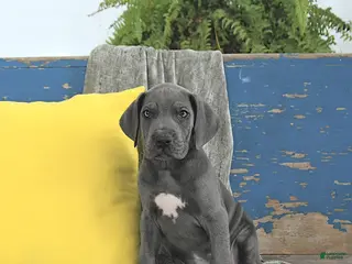 Great Dane dogs Freya - Ad 17