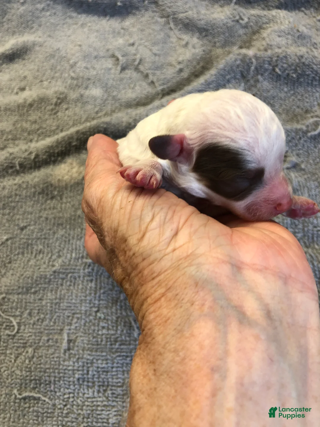 Toy Poodle dogs for sale: Maggie Mae  - Ad 2