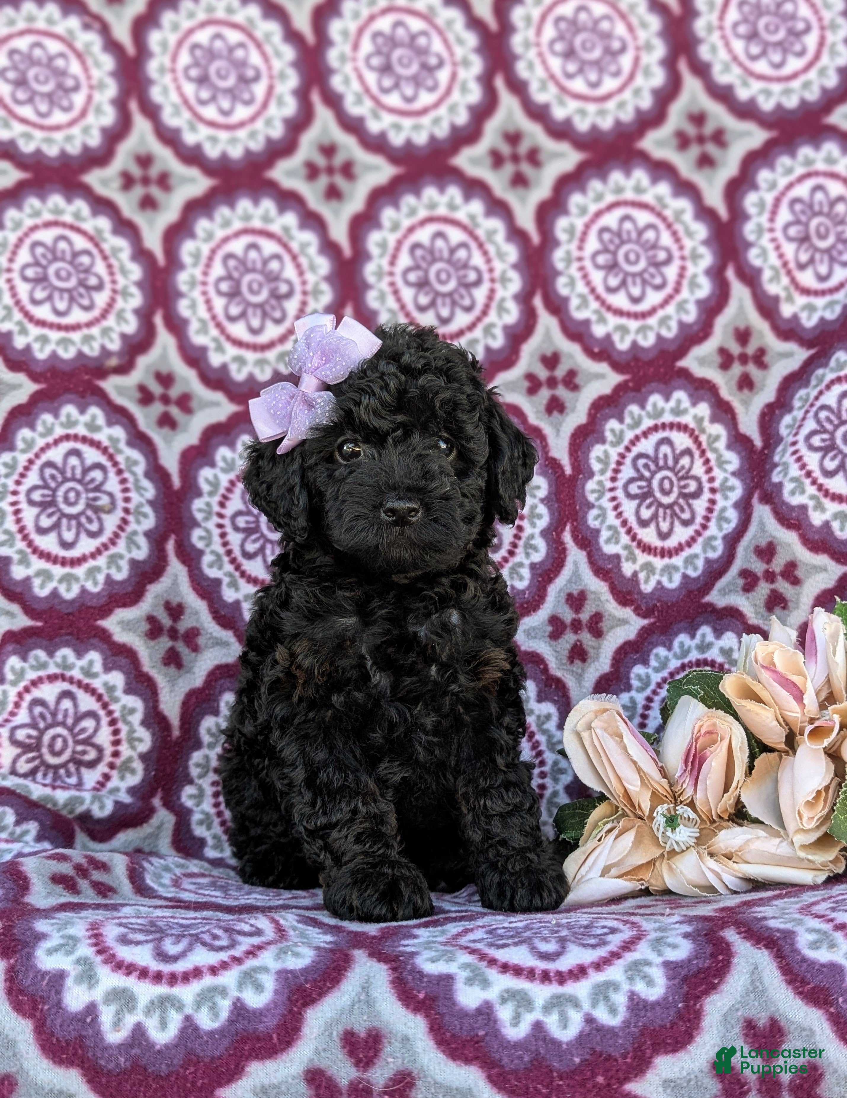 Cockapoo dogs Juliet Hypoallergenic - Ad 2