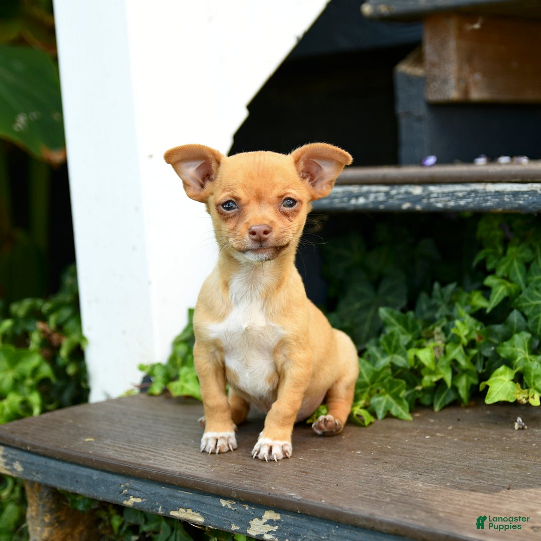 Terrier Irish Wolfhound Chihuahua Chihuahua Irish Wolfhound Mix