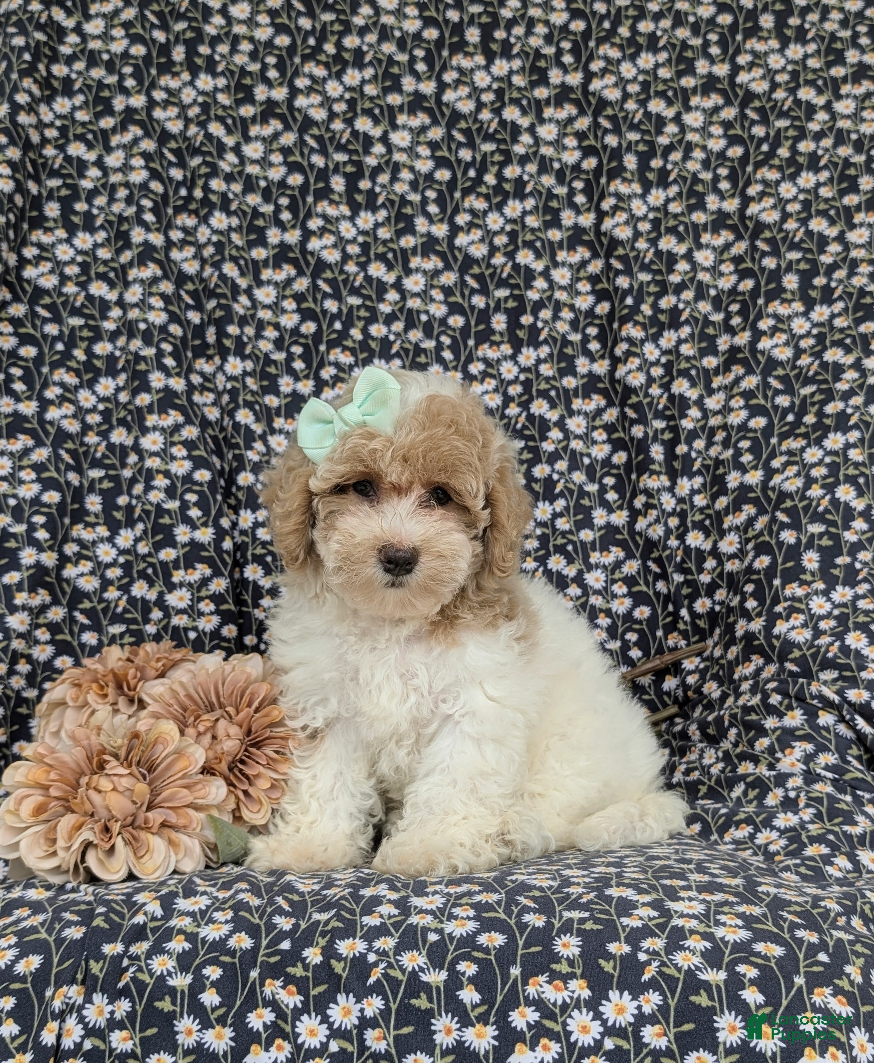 Bichpoo dogs Suzette Hypoallergenic - Ad 1