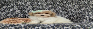 Suzette Hypoallergenic
