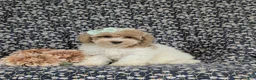 Bichpoo dogs for sale: Suzette Hypoallergenic - Ad 1