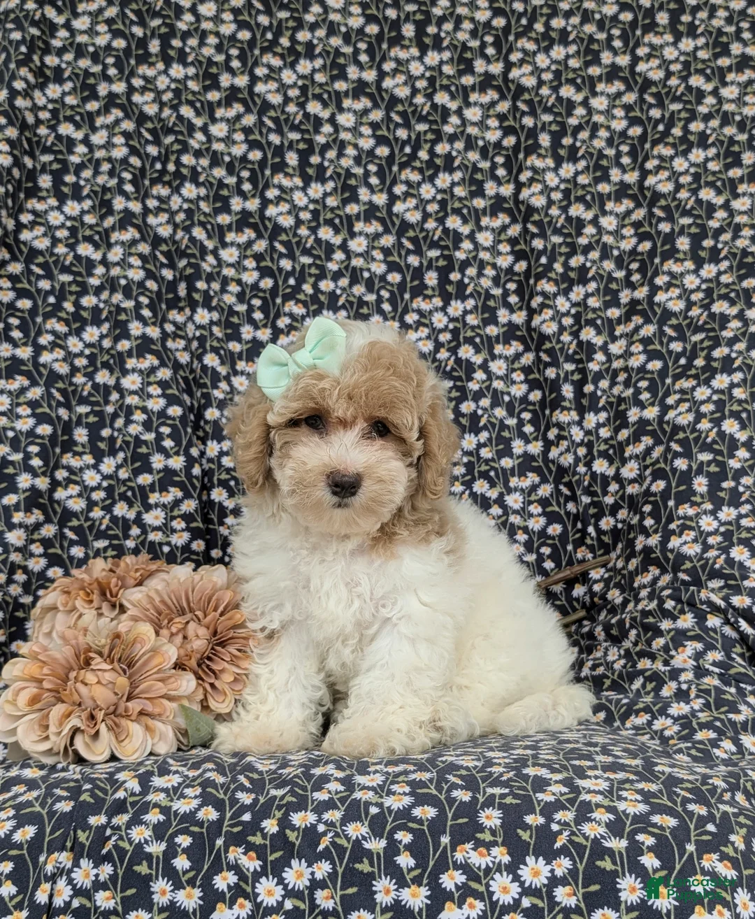 Bichpoo dogs for sale: Suzette Hypoallergenic - Ad 1