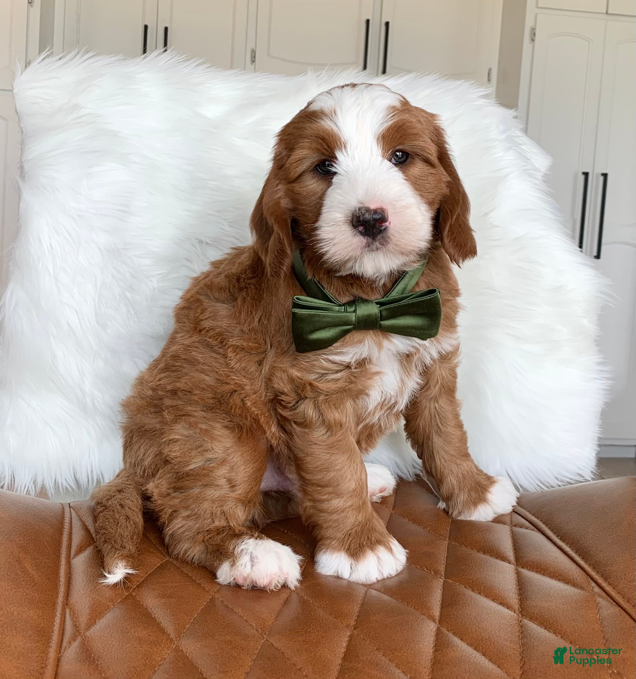 Mini Bernedoodle dogs for sale: Tux - Ad 1
