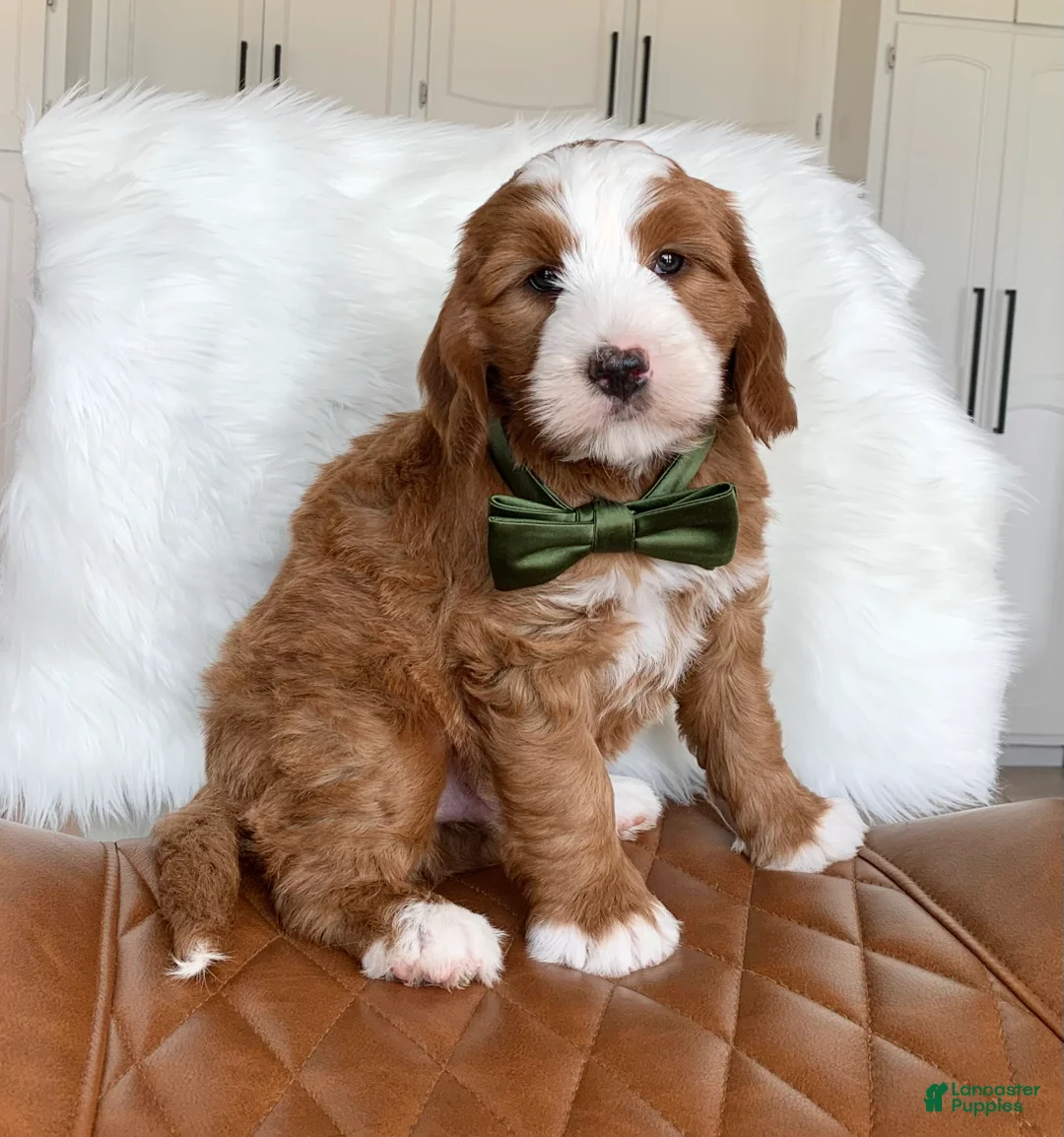 Mini Bernedoodle dogs for sale: Tux - Ad 1