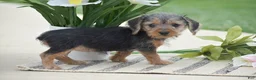 Dorkie dogs for sale: Lexi - Ad 4