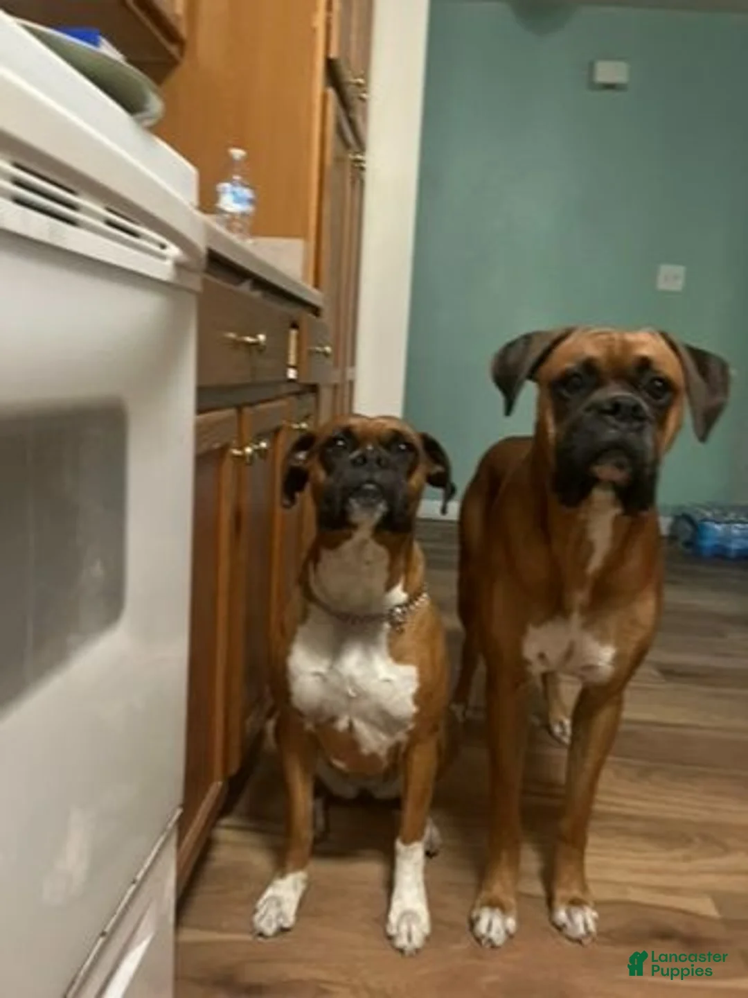 Boxer dogs for sale: Scrappy Doo - Ad 7