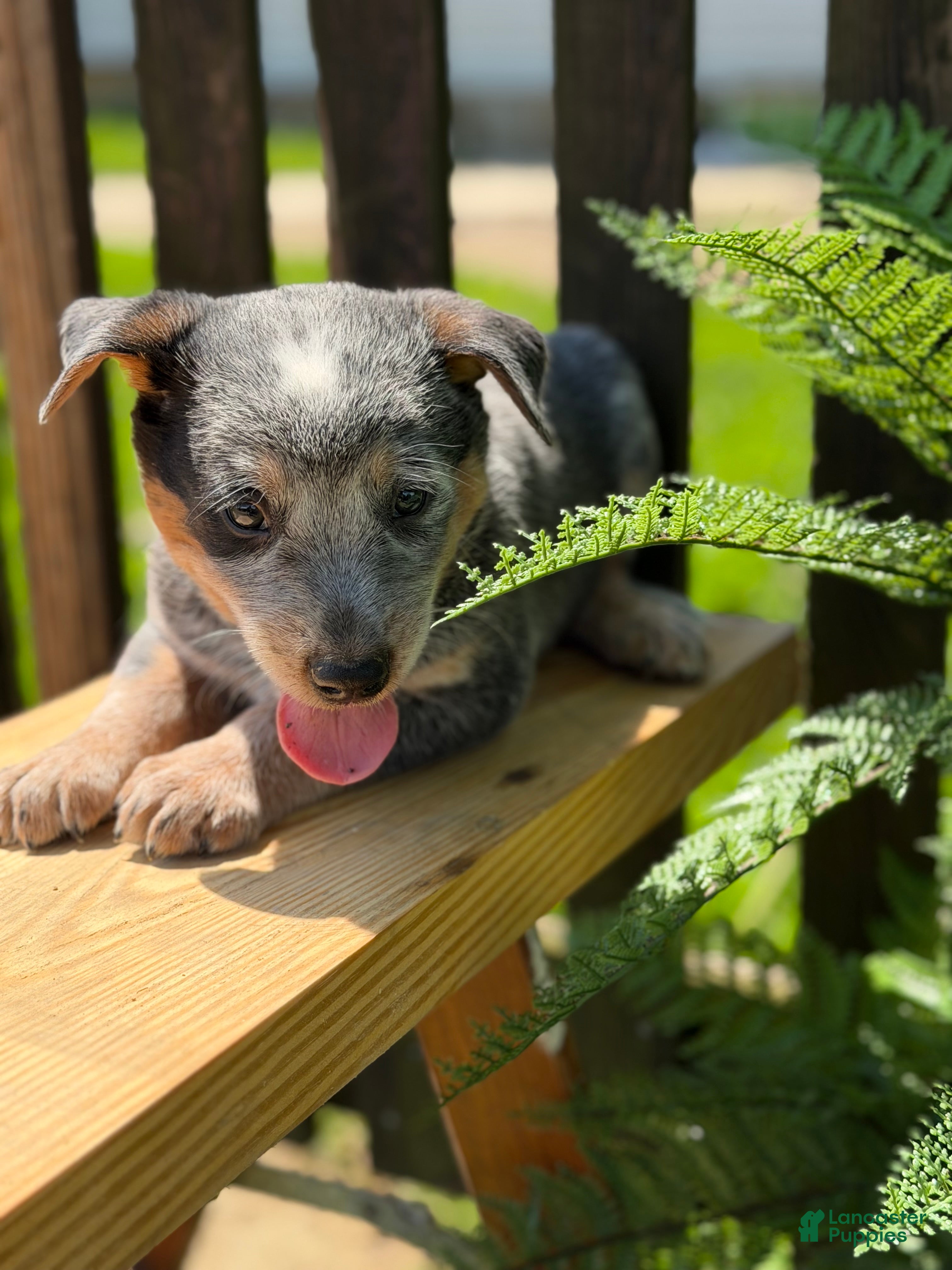 Australian Cattle Dog dogs Cinch - Ad 2