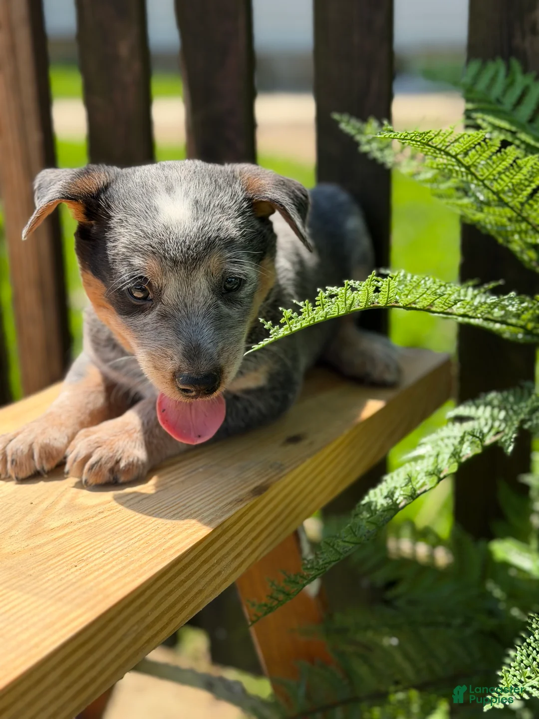 Australian Cattle Dog dogs for sale: Cinch - Ad 2