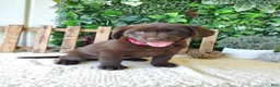 Labrador Retriever dogs for sale: Iris - Ad 3