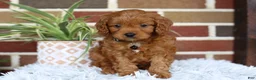 Cavapoo dogs for sale: Everest - Ad 11
