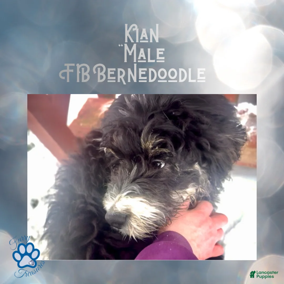 Mini Bernedoodle dogs for sale: Kian “Blue Collar” Male - Ad 1