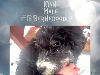 Mini Bernedoodle dogs Kian “Blue Collar” Male - Ad 24
