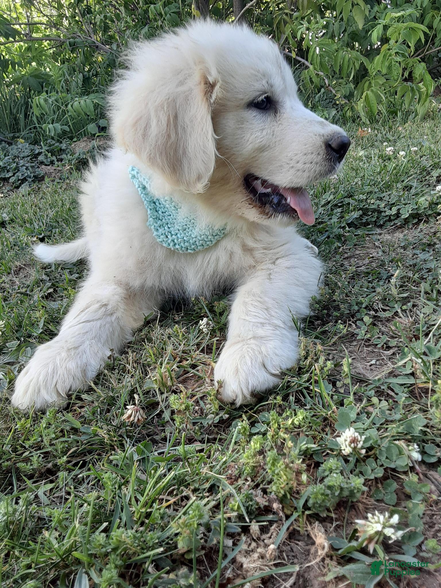 Great Pyrenees dogs for sale: Ella  - Ad 4