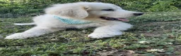 Great Pyrenees dogs for sale: Ella  - Ad 1