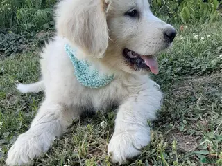 Great Pyrenees dogs for sale: Ella - Ad 4
