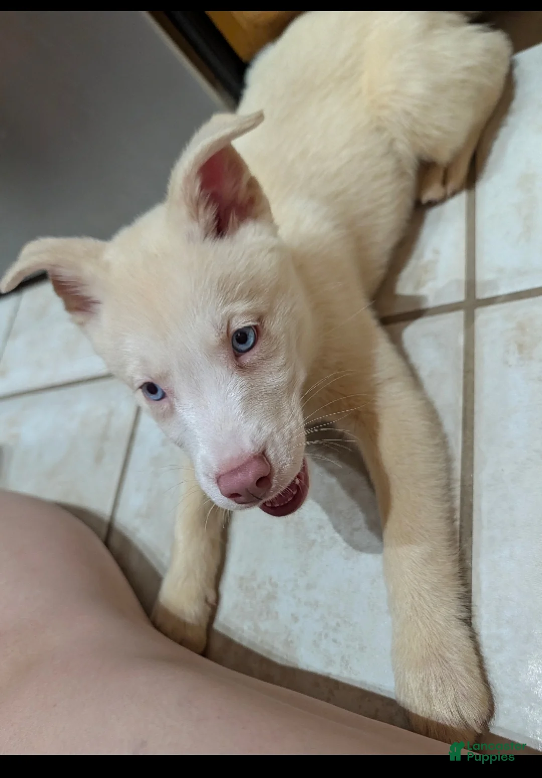 Pitsky dogs for sale: Tina - Ad 1