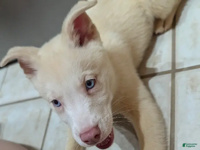 Pitsky dogs Tina - Ad 1