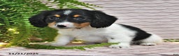Miniature Dachshund dogs for sale: Tony - Ad 4