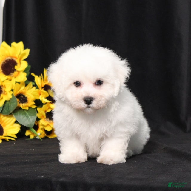 Bichon Frise dogs Maxwell - Ad 2