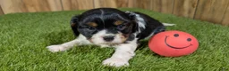 Cavalier King Charles Spaniel dogs for sale: Bessie Boy 1 - Ad 9