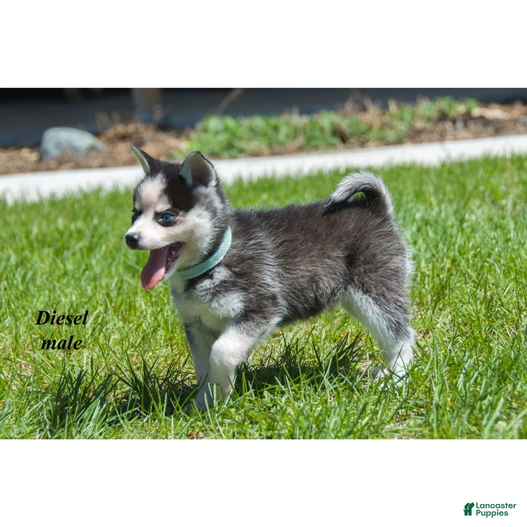 Alaskan Klee Kai dogs for sale: Diesel - Ad 2