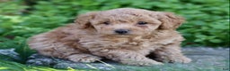 Toy Poodle dogs for sale: Baxter - Ad 4