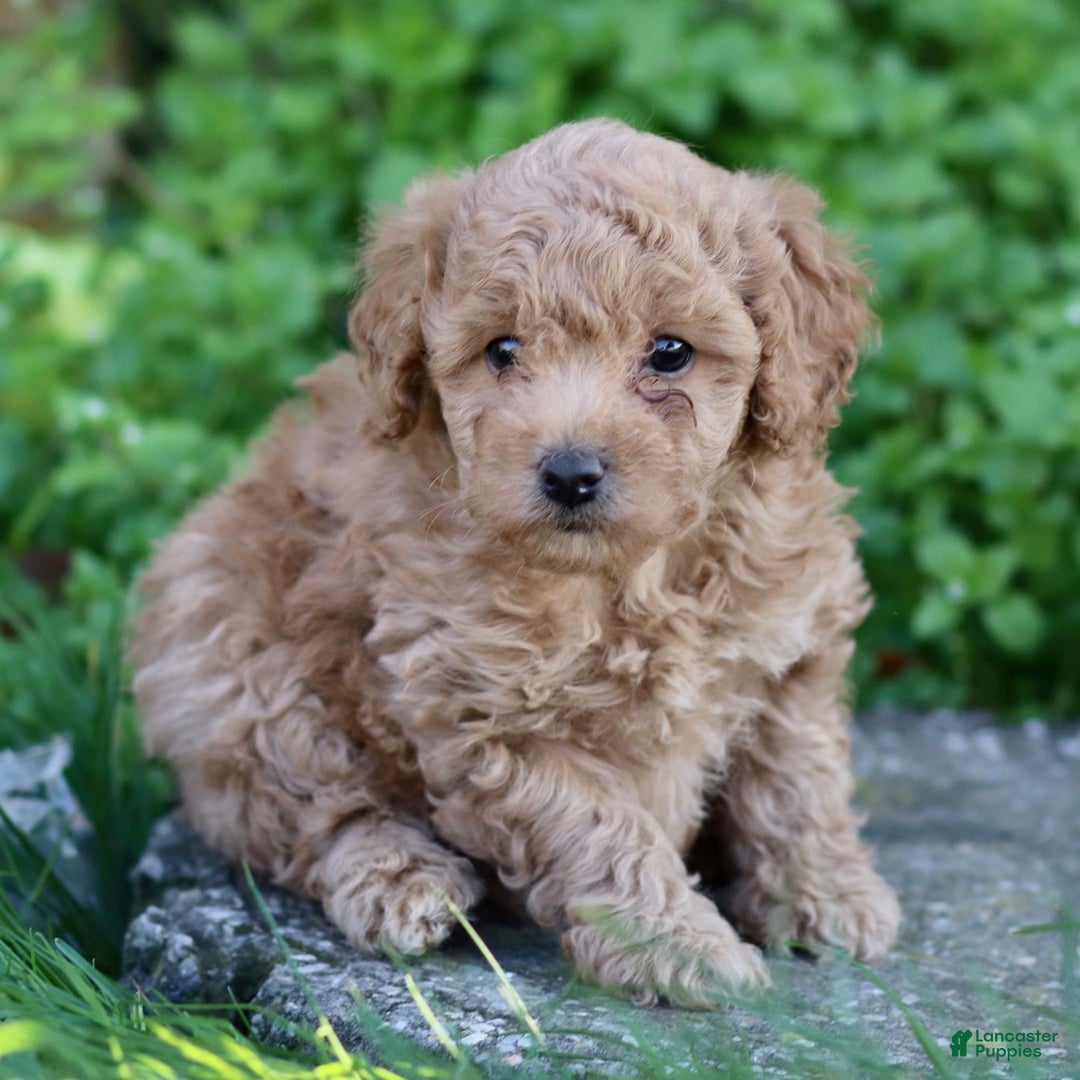 Toy Poodle dogs for sale: Baxter - Ad 4