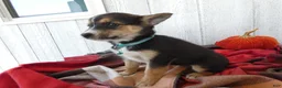 Australian Cattle Dog dogs for sale: Australian Cattle Dog 9 Blue Moon - Ad 8