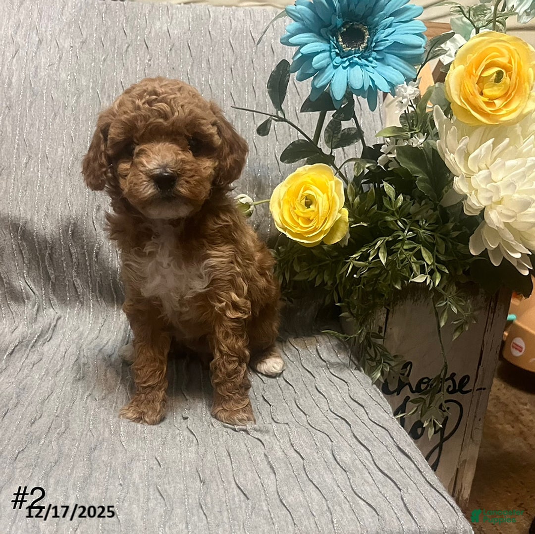 Miniature Poodle dogs for sale: Lila - Ad 1