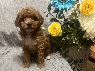 Miniature Poodle dogs Lila - Ad 28