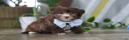Havanese dogs for sale: Buster - Ad 1