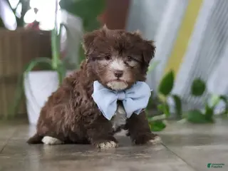 Havanese dogs for sale: Buster - Ad 1