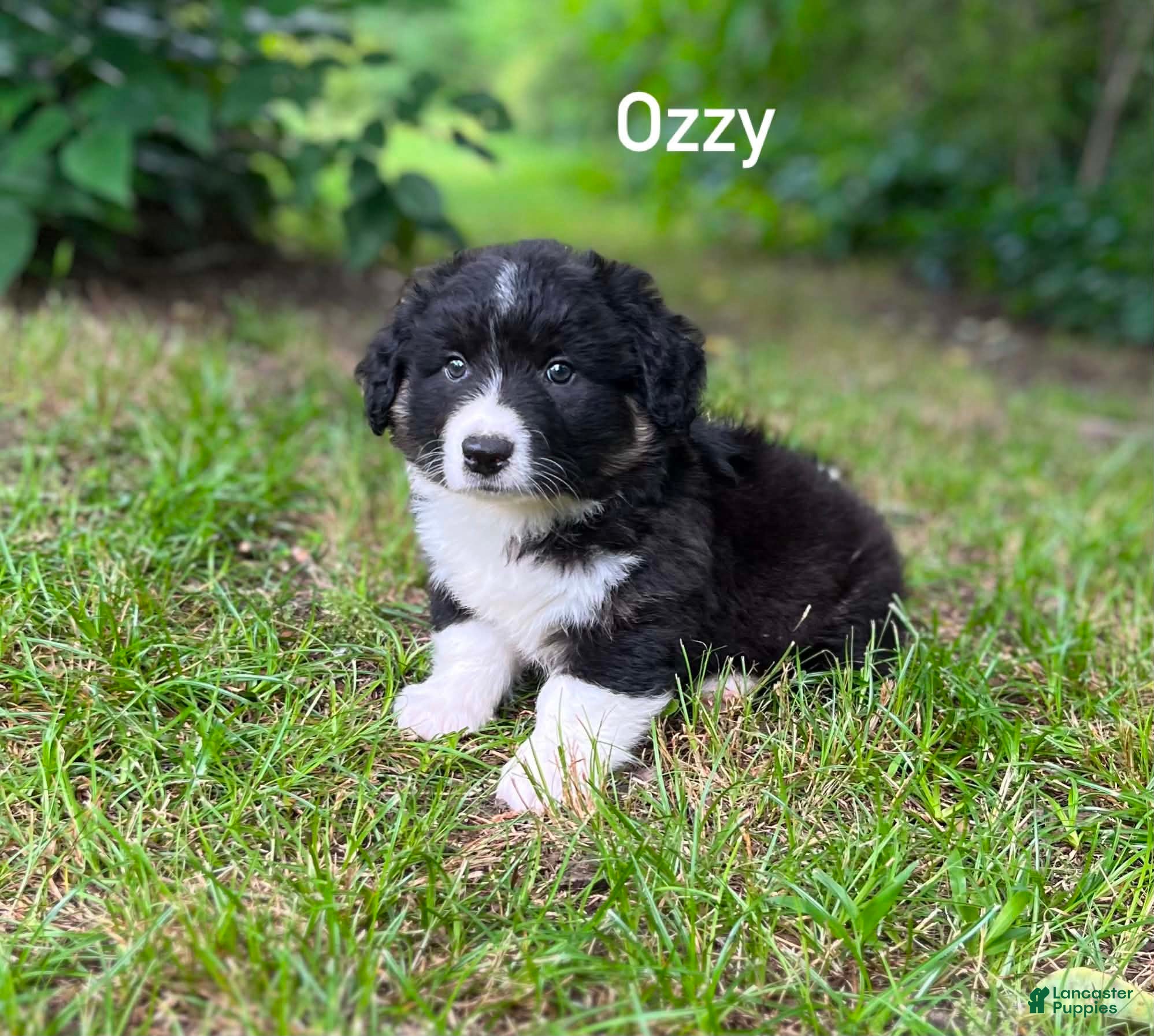 Welsh Corgi Cardigan dogs Ozzy- Fluffy - Ad 2