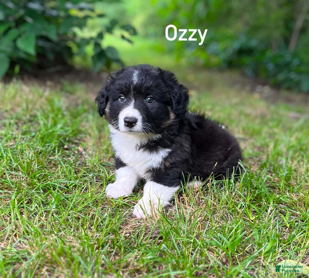 Welsh Corgi Cardigan dogs for sale: Ozzy- Fluffy - Ad 2