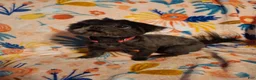 Shih Tzu dogs for sale: Shih Tzu 1 - Ad 3