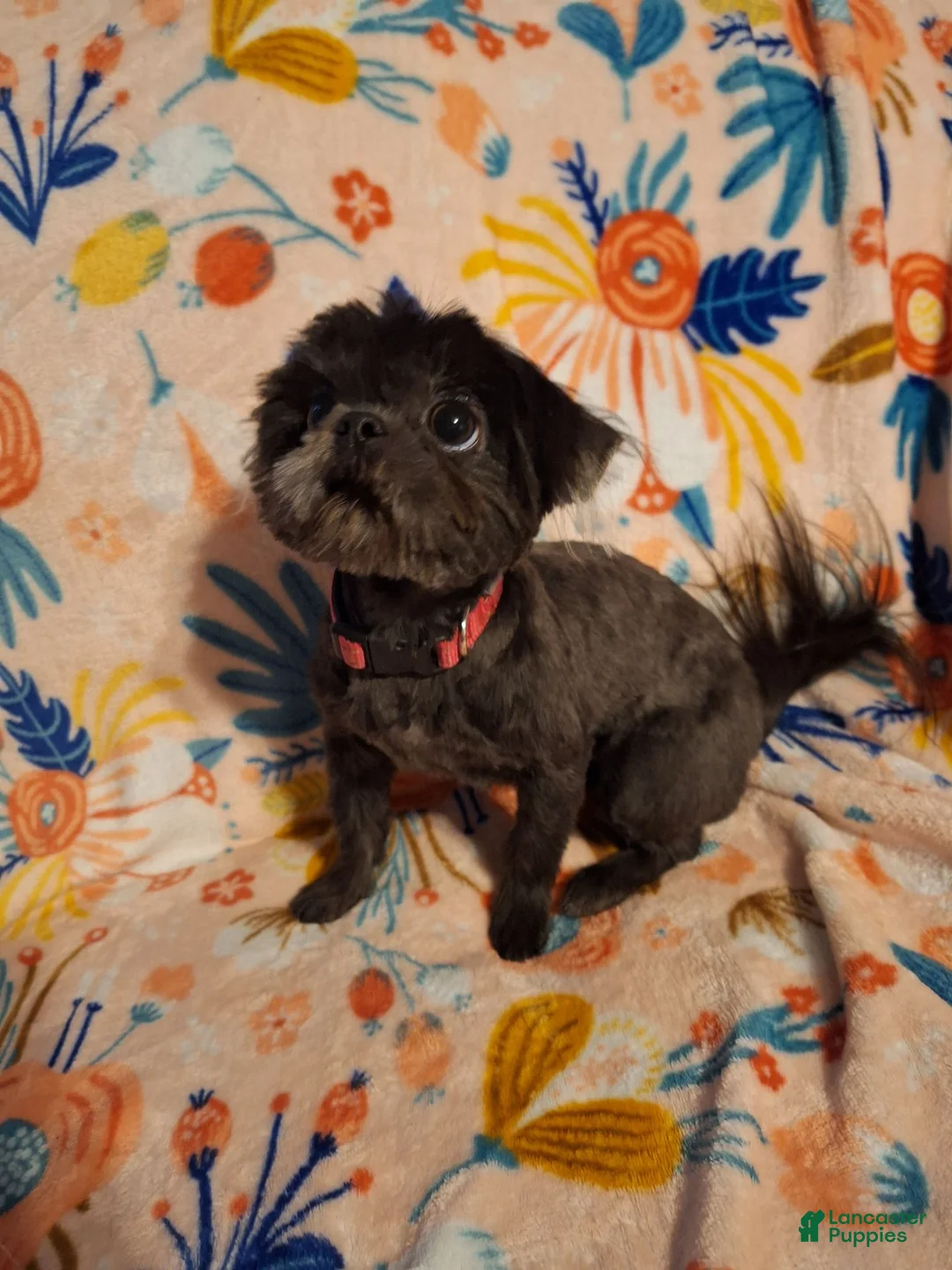 Shih Tzu dogs for sale: Shih Tzu 1 - Ad 3